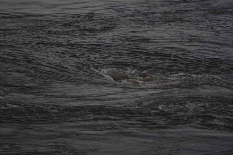 reversing falls